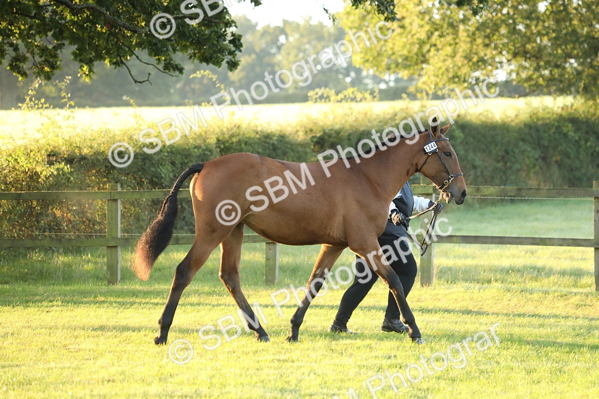 SBM_57780 - S42 - Youngstock