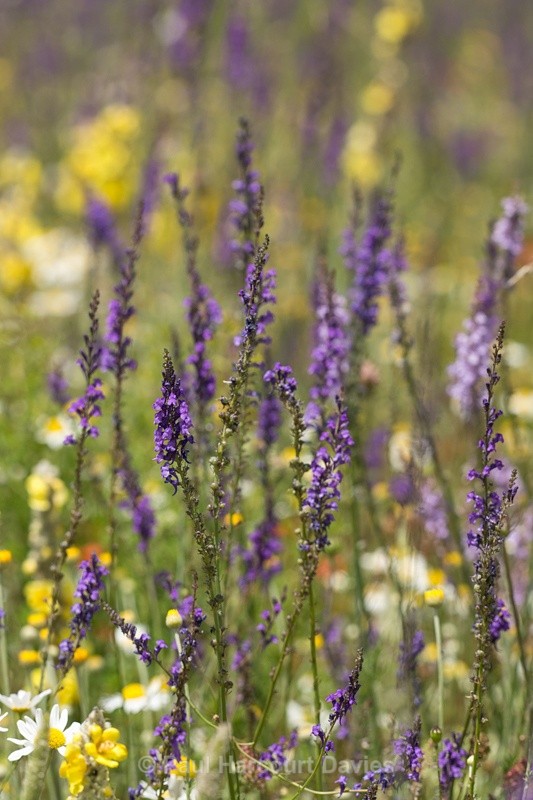  - Plants: wide-angle