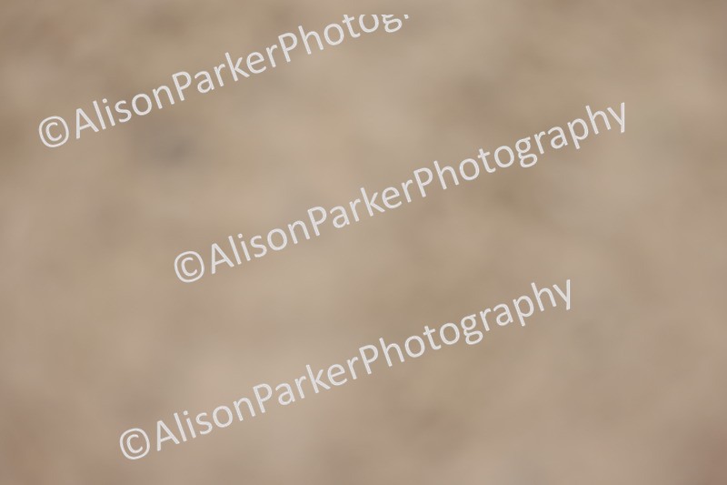 20251011-0501 - Class 4 - Novice 2