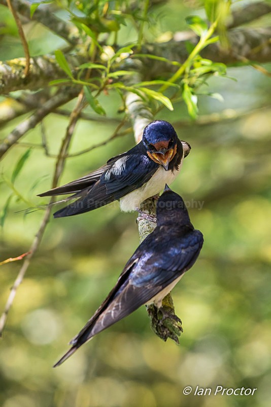 A Pair of Swallows on Tree Branch - Nature
