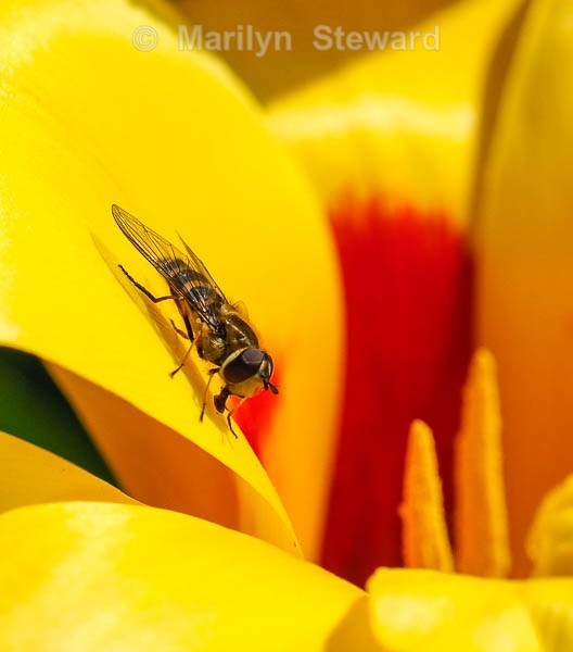 Keukenhof gardens - 8 - Amsterdam to Antwerp