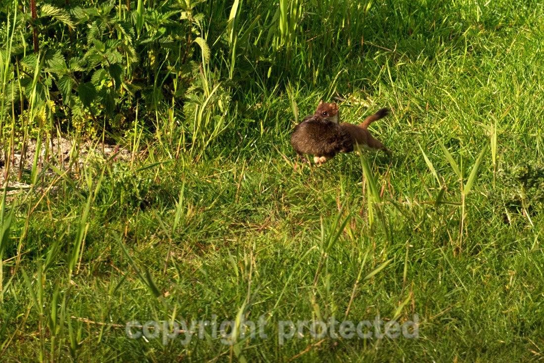 Stoad - RSPB Minsmere - Suffolk - Mammals