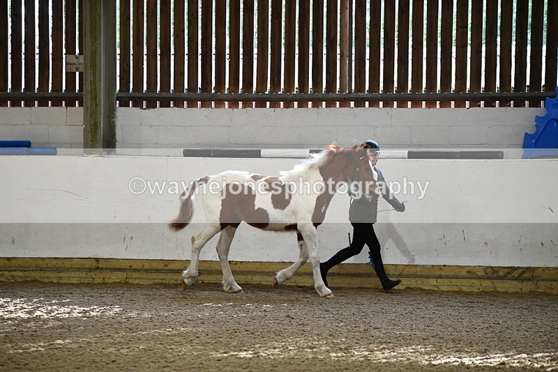 WJ5_3417 - Class 1 Youngstock