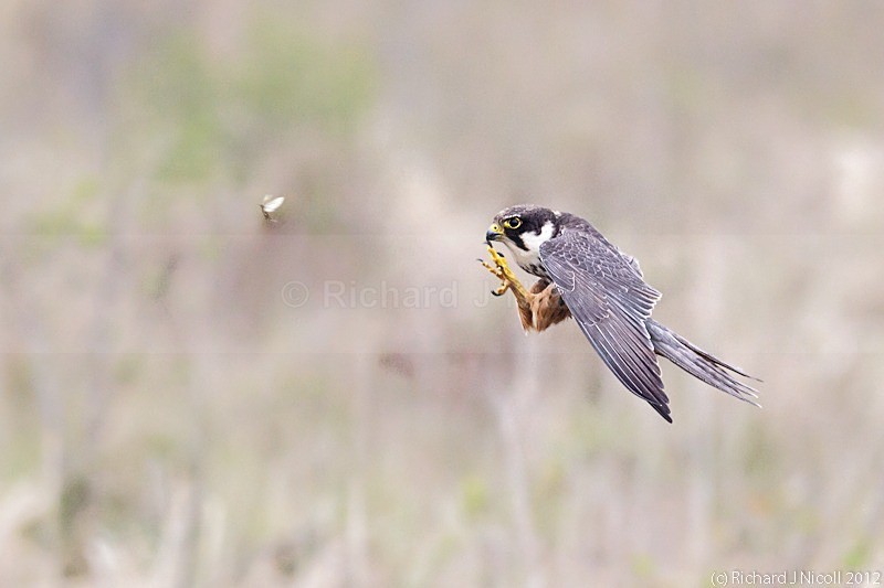 Hobby (Falco subbuteo) hunting mayfly - Hobby (Falco subbuteo)