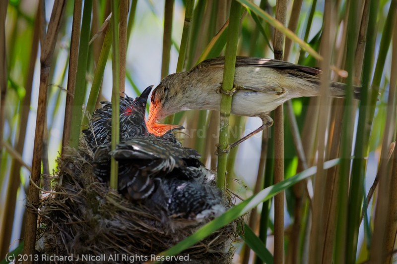Reed Warbler feeding Common Cuckoo - Cuckoo (Cuculus canorus)
