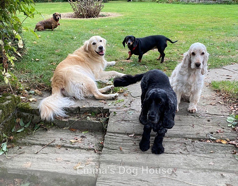  - Dogs