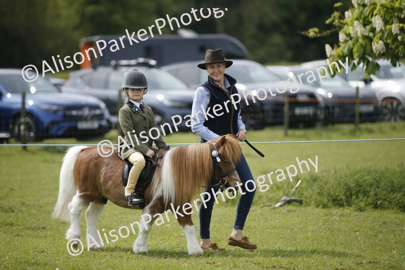 20260426-2145 - Class 9 - Handsomest Gelding