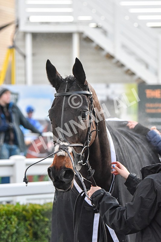 191223-Race 7-Wilful-9682 - Race 7