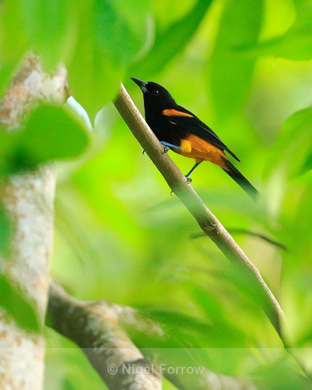 St Lucia Oriole, Fond Doux Plantation - St. Lucia Oriole