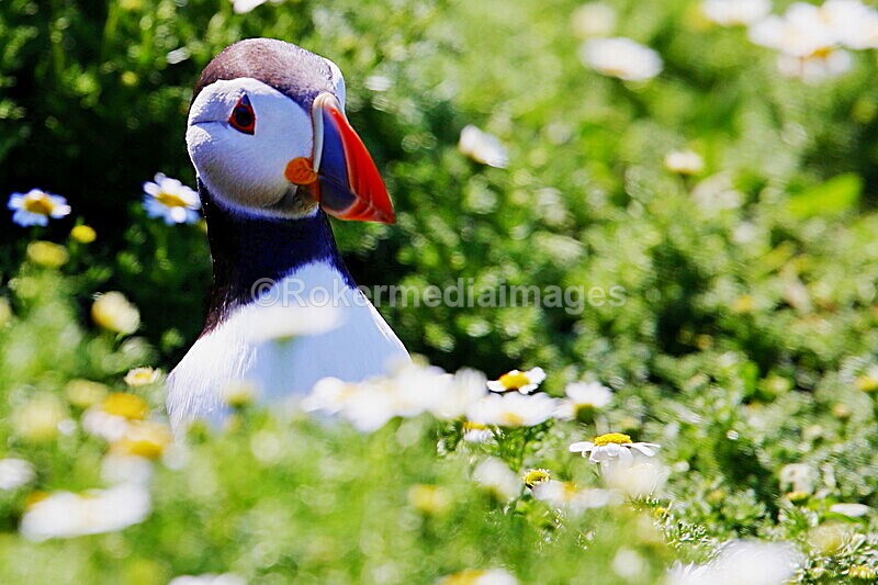 _56A7017 - Skomer 2019