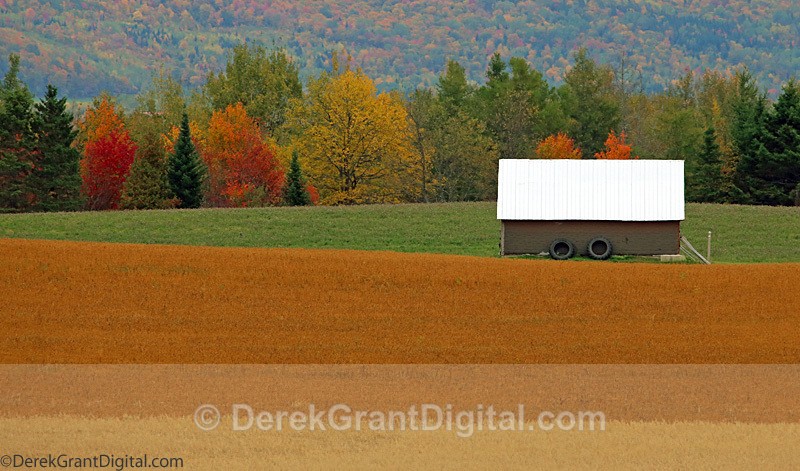 New Brunwick Autumn Color - Autumn Foliage