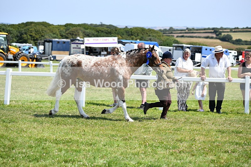 DSC_7926 - Coloured Horse In Hand Championship