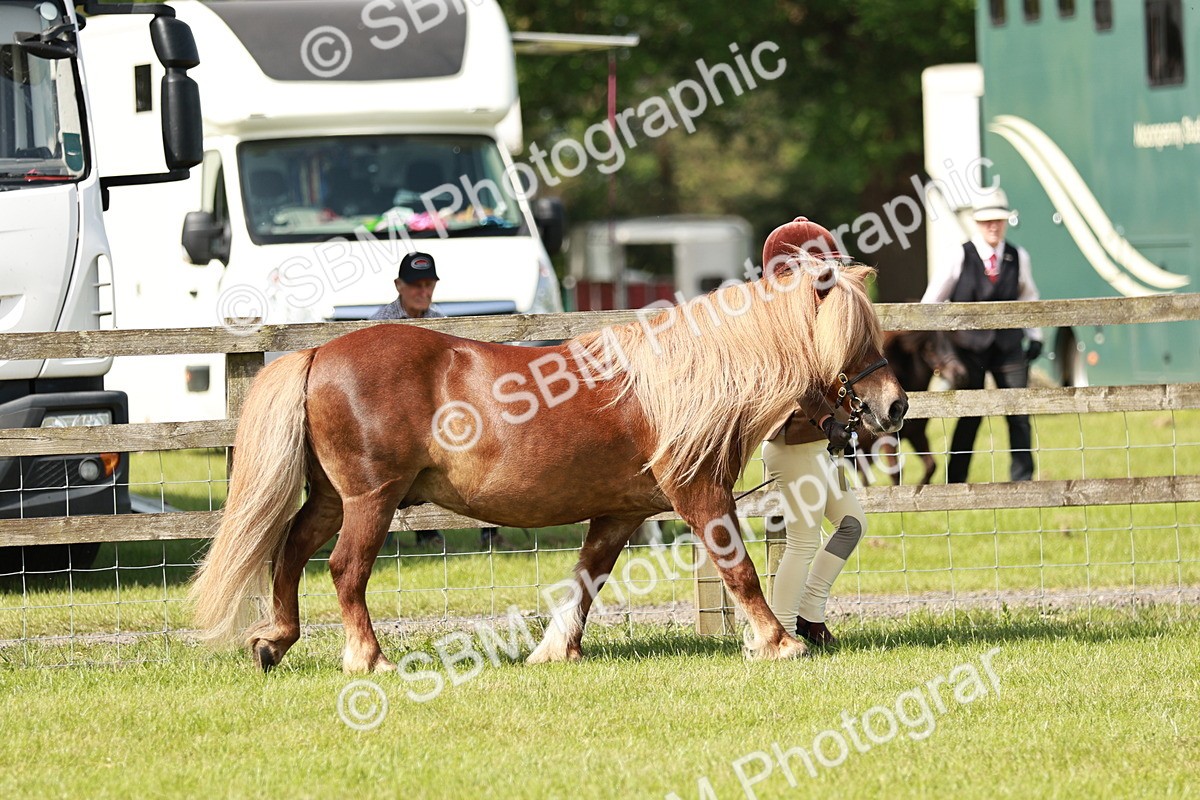 SBM_01806 - Class 14-23 - Mountain & Moorland In Hand Non Welsh