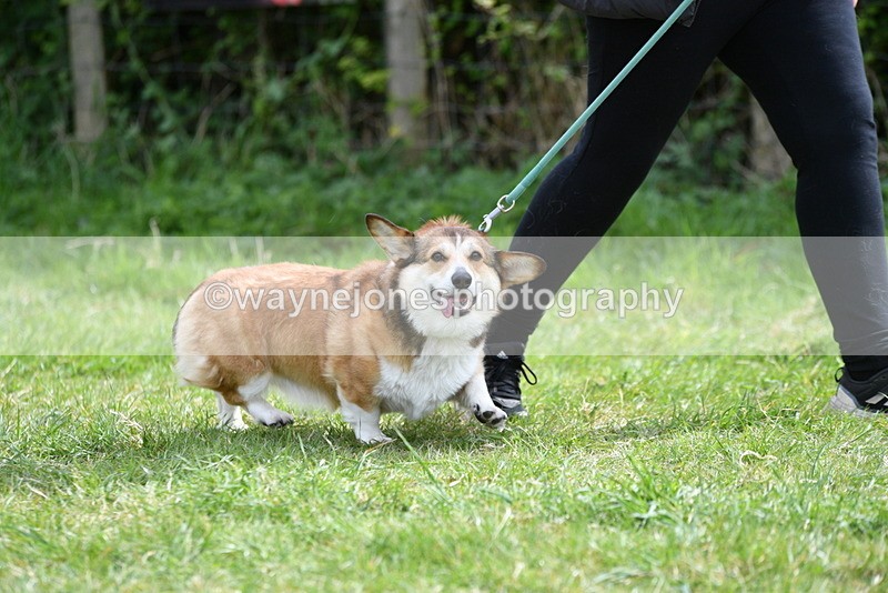 WJ5_9628 - Class 3 Most Handsome Dog