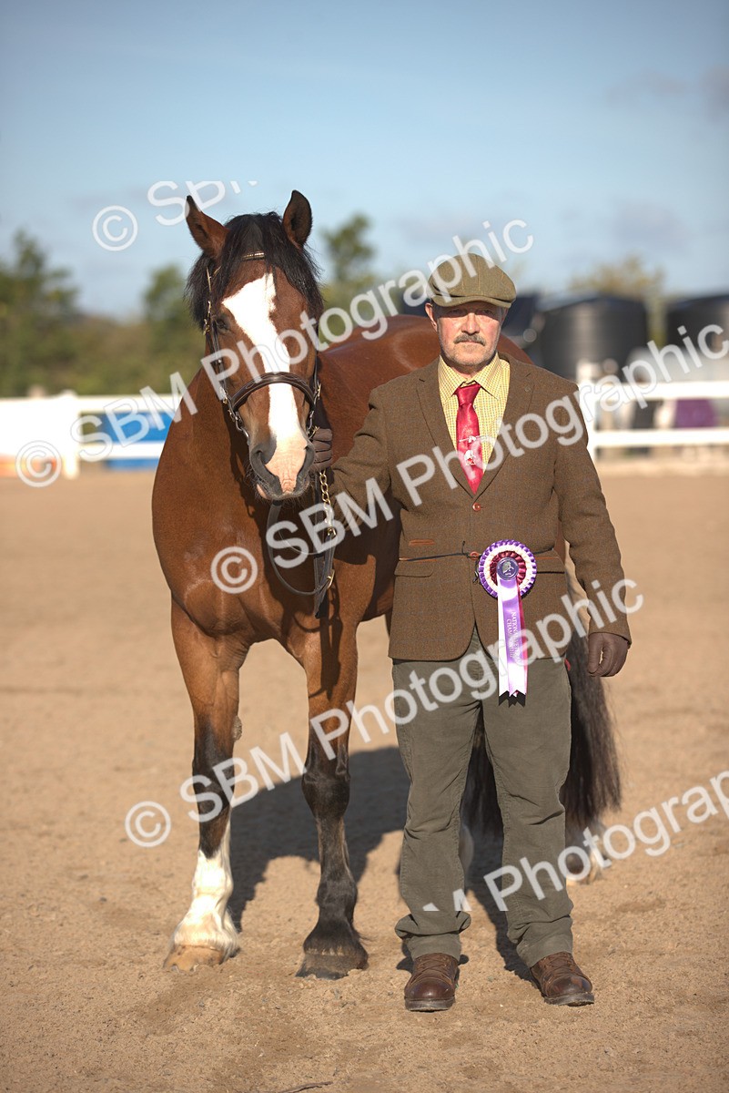 SBM_08389 - Class 401 - IH Veteran Horse