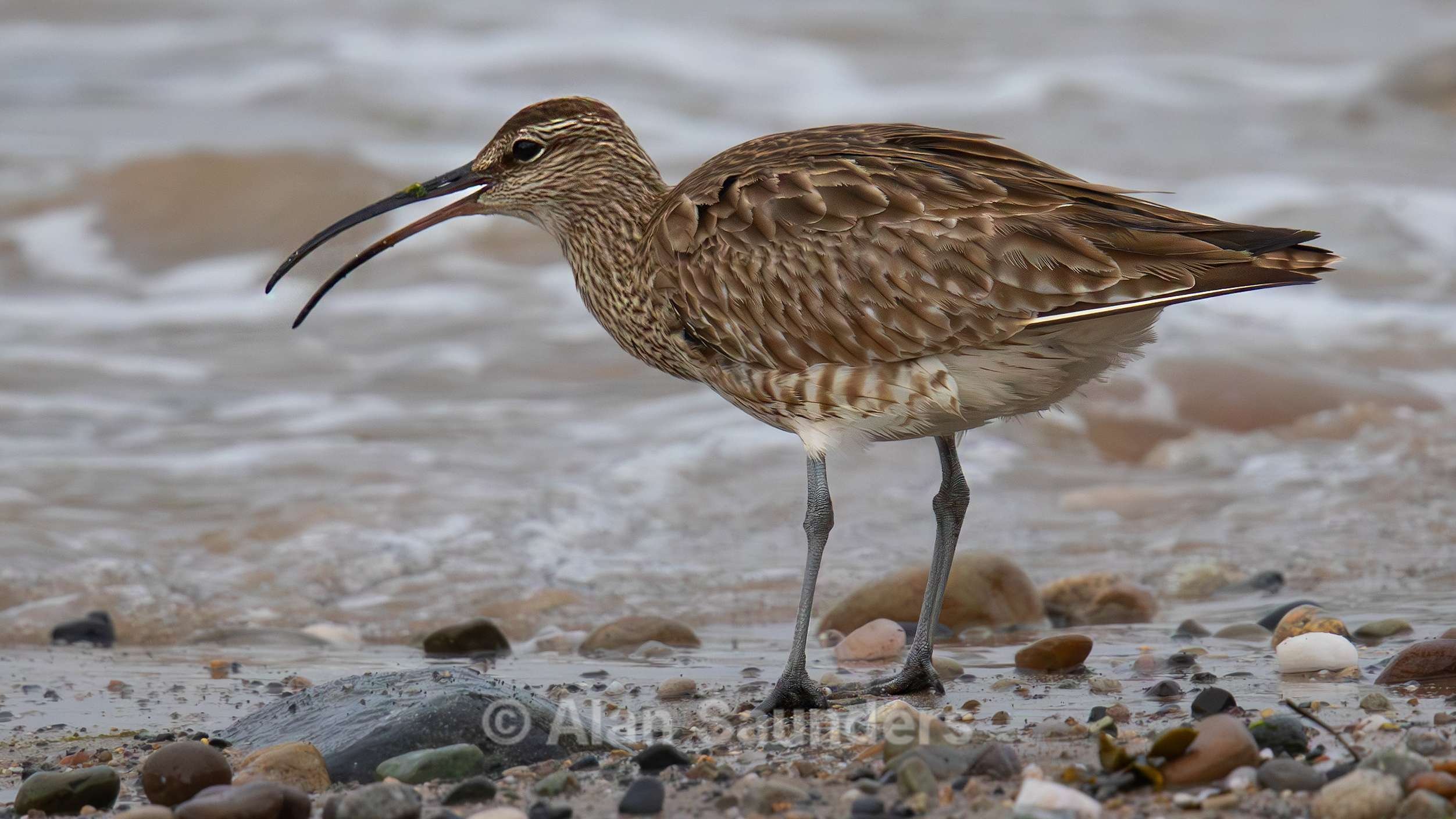 Eurasian Whimbrel 1