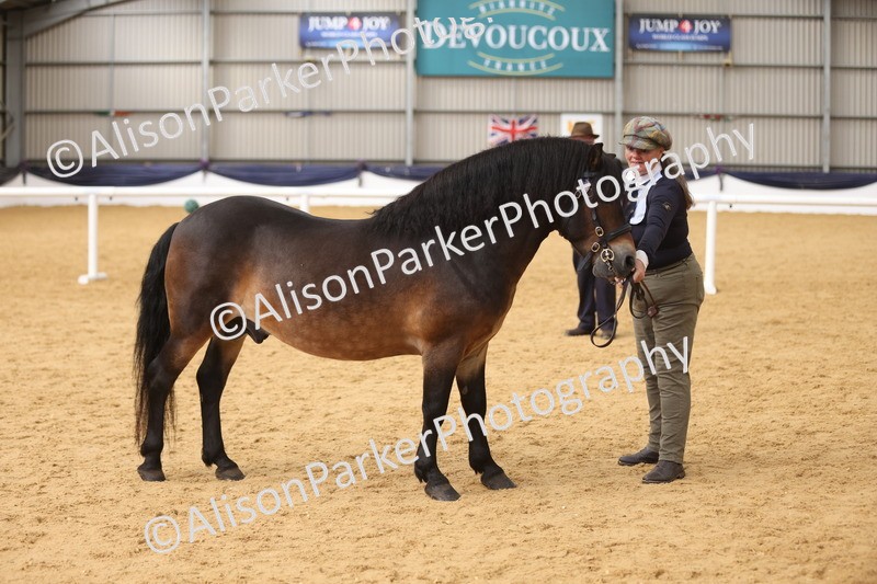 20260913-1752 - Class 117 - Stallion 4years and over