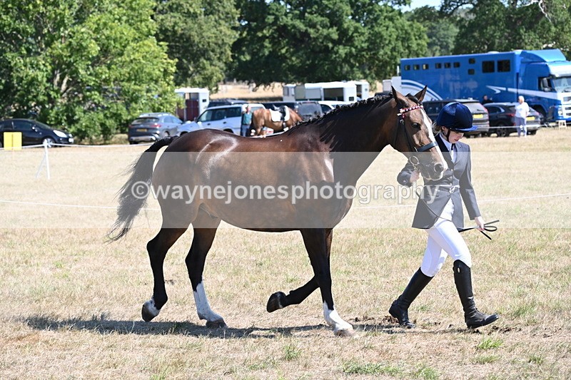 WJ6_8637 - Class 37b Best Loan Pony In-hand