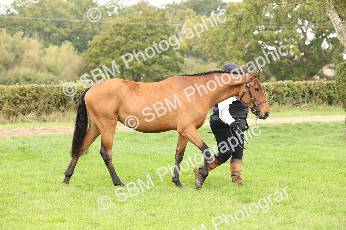 SBM_56242 - S55 - Other Coloured Horse In Hand
