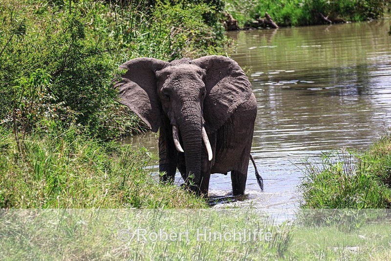 Elephant - Kenya