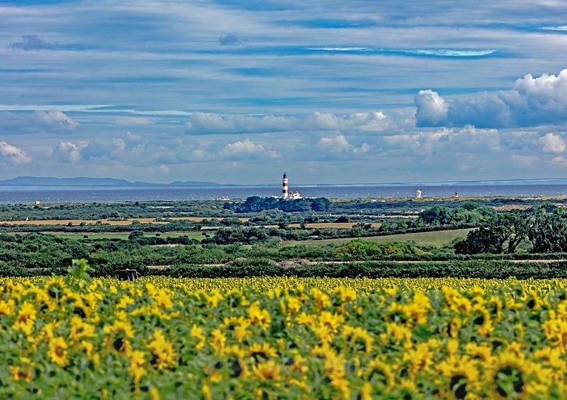 Sunflowers at Bride and Point of Ayre Lighthouse - Latest additions