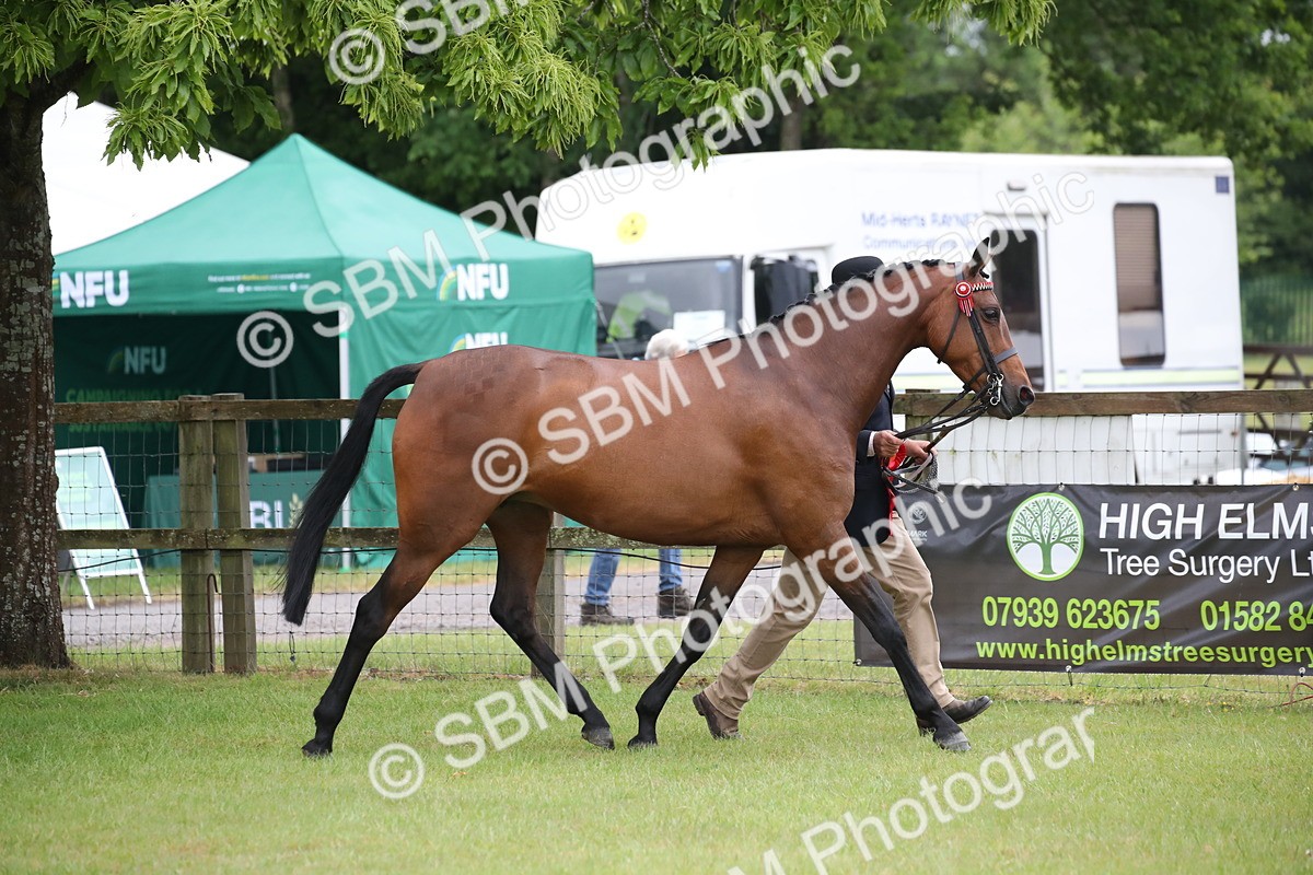 SBM_00190 - Class 17-20 - Arab & Part Bred - Anglo Arab In Hand