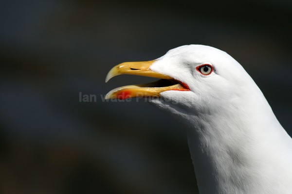  - Birds, swans and gulls