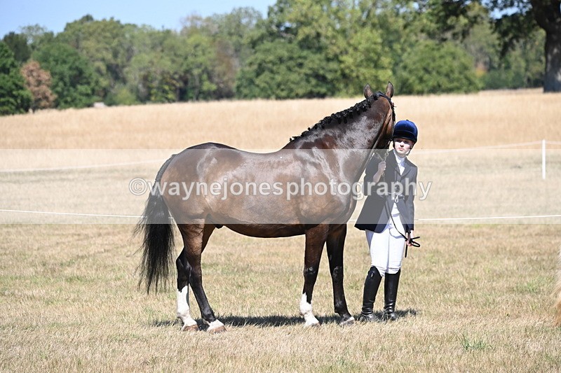WJ6_8559 - Class 37b Best Loan Pony In-hand