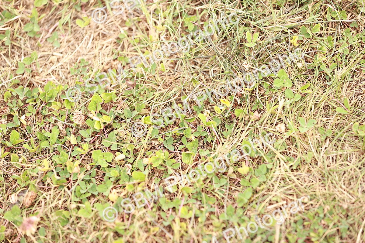 SBM_019821 - Class 19-21 - Elementary 6-Medium 6