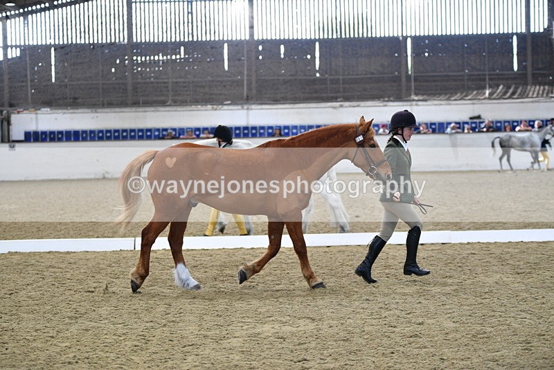 WJ5_4408 - Class 6 In hand M&M - Large Breeds