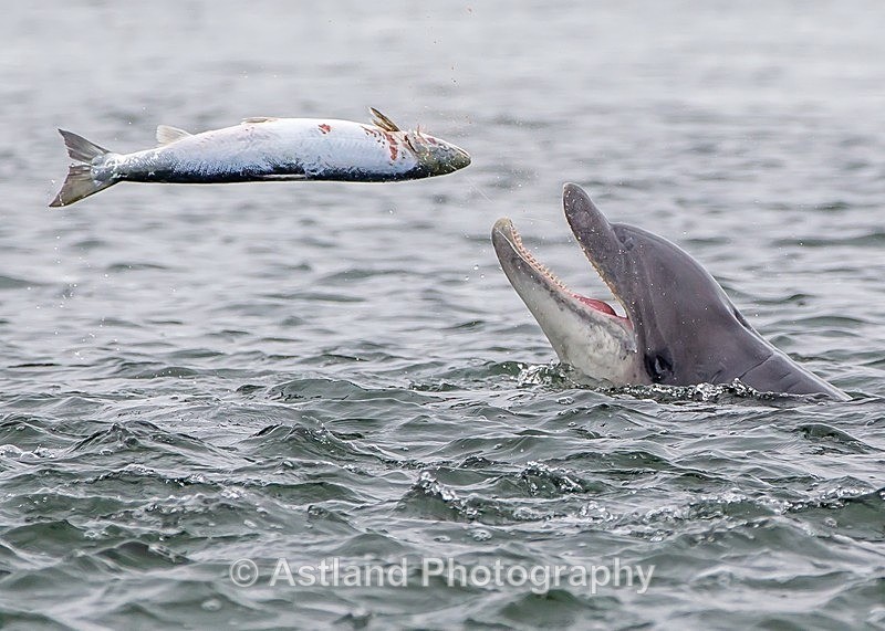 Astland Photography, Bird and Wildlife Images, Susan and Peter Wilson, U.K.