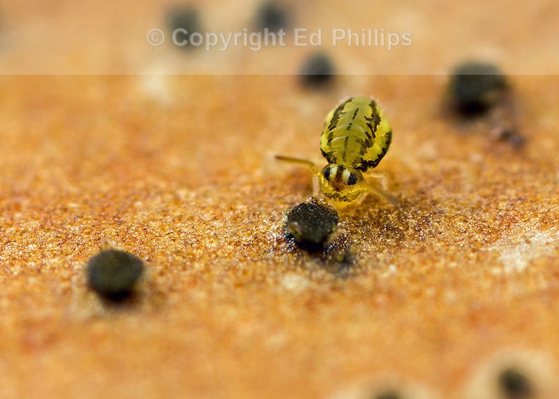 Sminthurinus elegans f. ornata