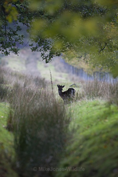 FALLOW DEER ref fd 17c - FALLOW DEER
