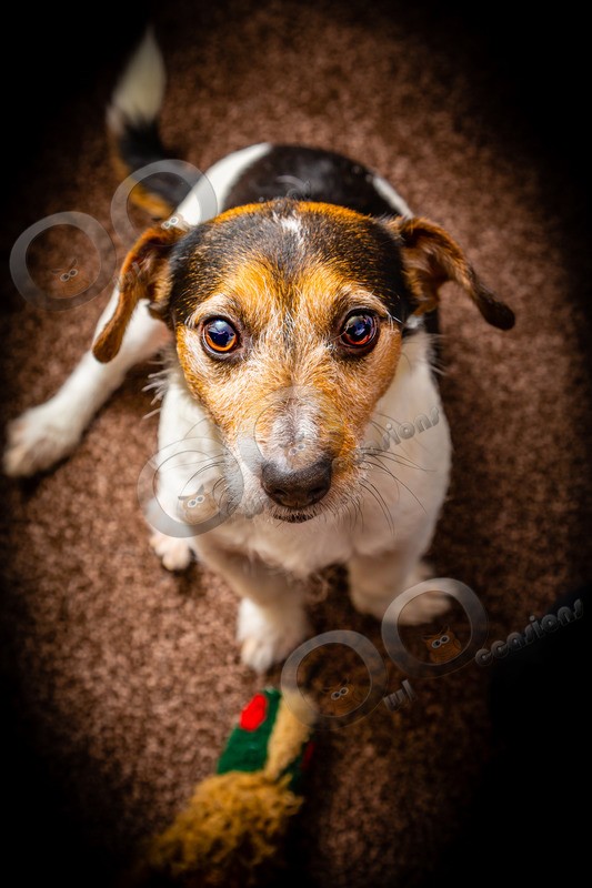 Jack Russell_5752 - Pet Photography