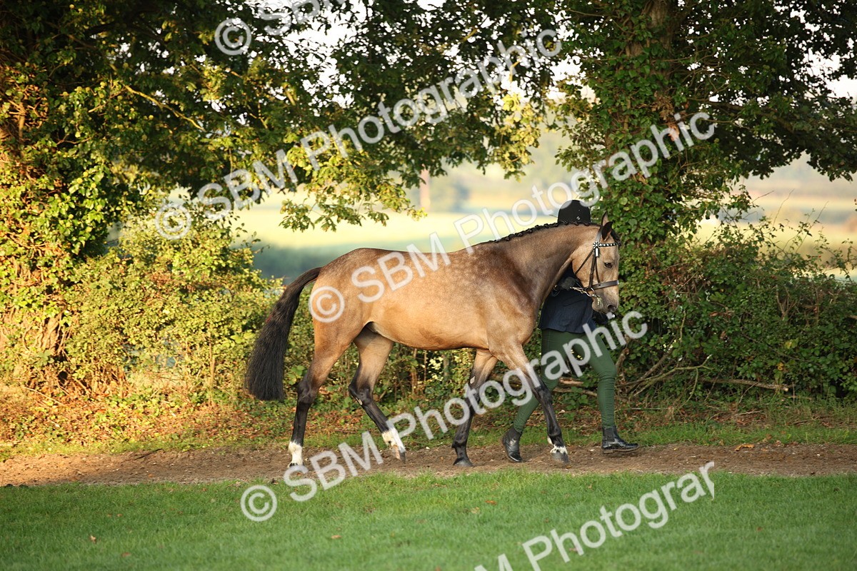 SBM_56803 - S49 - Riding Horse & Hack & Thoroughbred In Hand