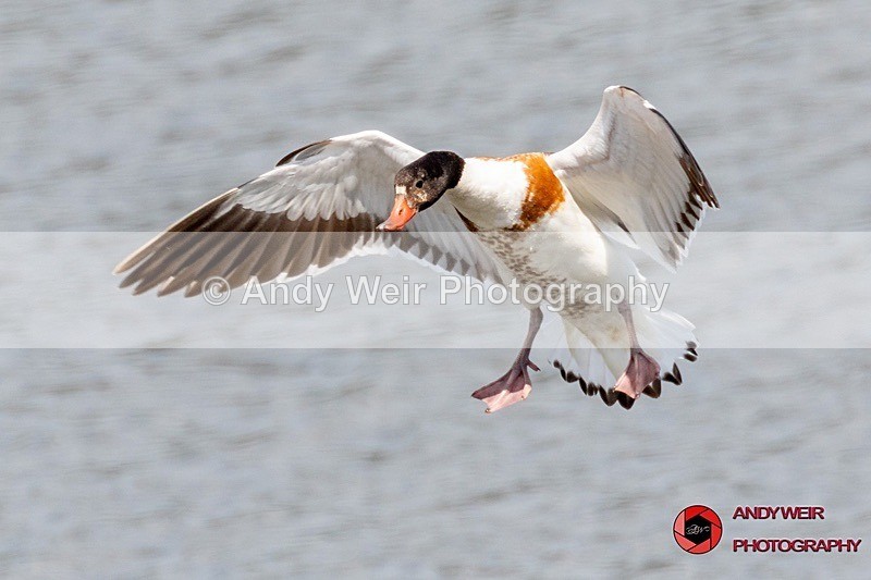 190523-untitled-8E0A2908 - Shelduck