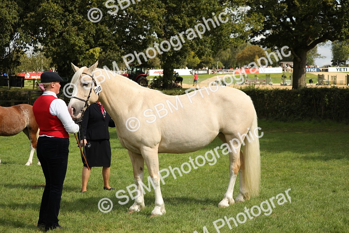 SBM_65459 - S47 - Mountain & Moorland In Hand Large Breeds