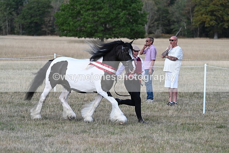 WJ7_8442 - In-hand Championship