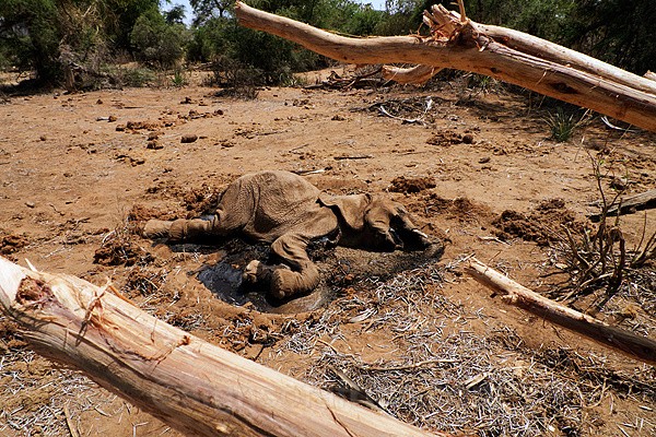 Dead Elephant Samburu, Kenya Drought
