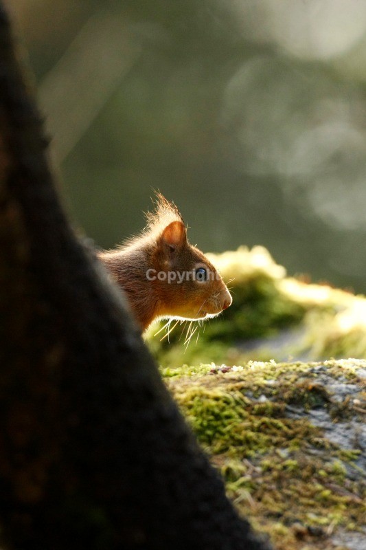 Red Squirrel 9 - Red Squirrel