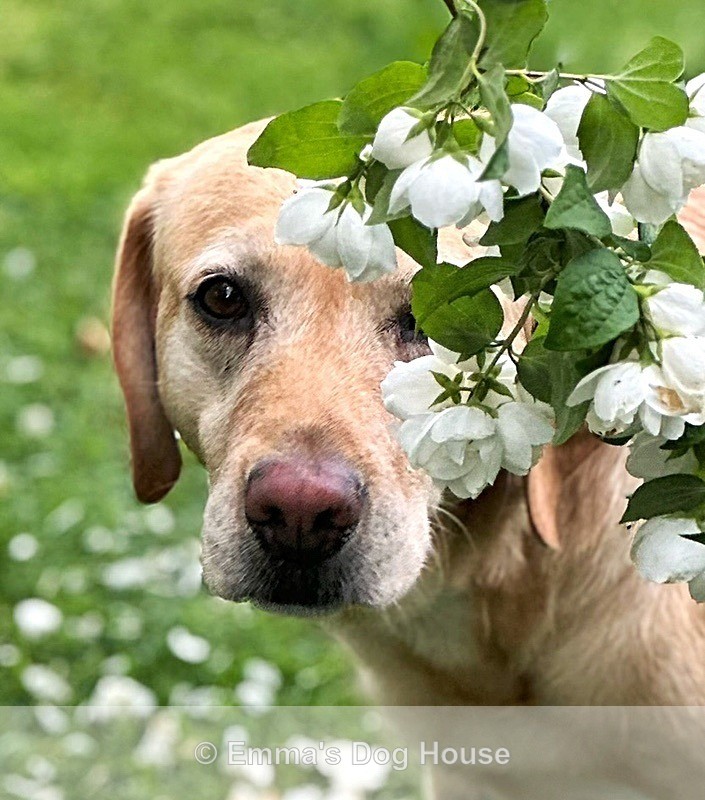  - Pawtraits