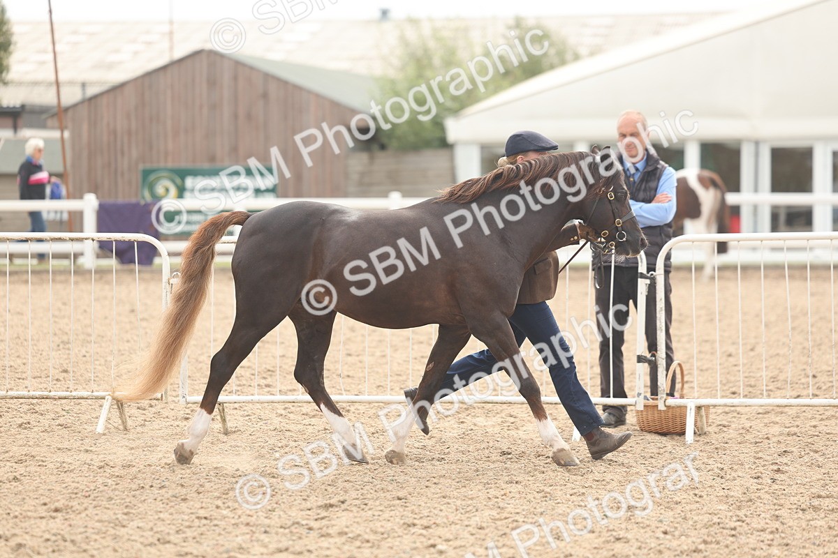 SBM_03198 - Class 16 - IH M&M Wildcard