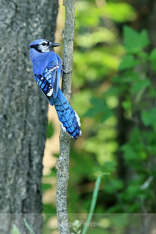 Blue Jay back view, Minnesota, USA - Blue Jay
