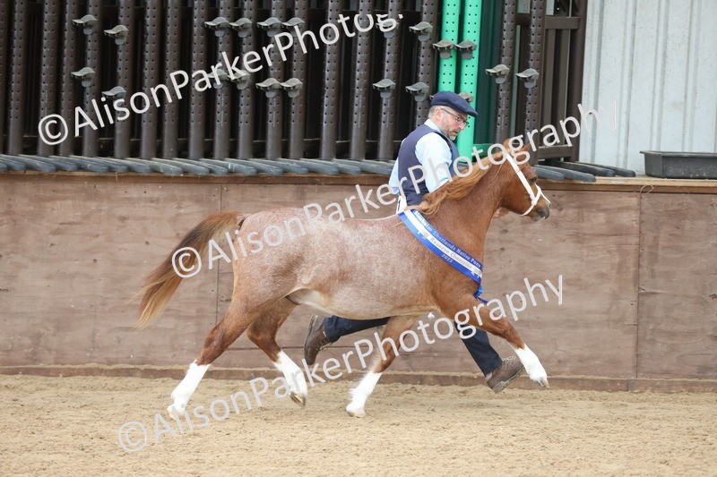 20251109-0713 - Championship