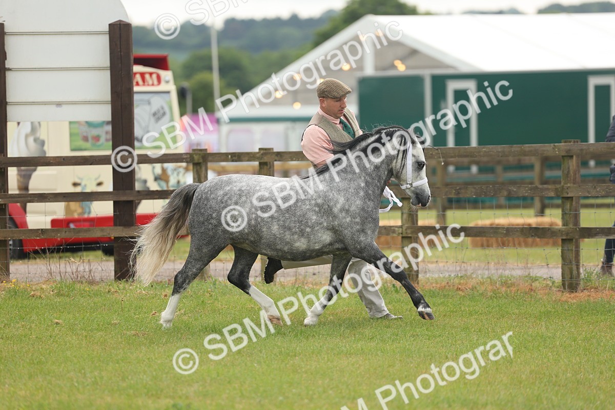SBM_01329 - Class 50-57 - M&M Welsh Pony In Hand