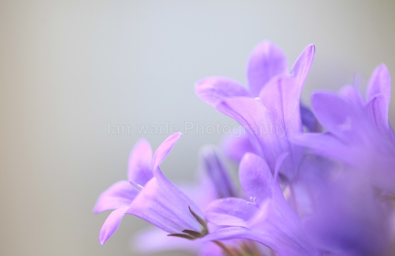 Campanula Flower - Wild Flowers,  plants & Fungus photography, Great Britain