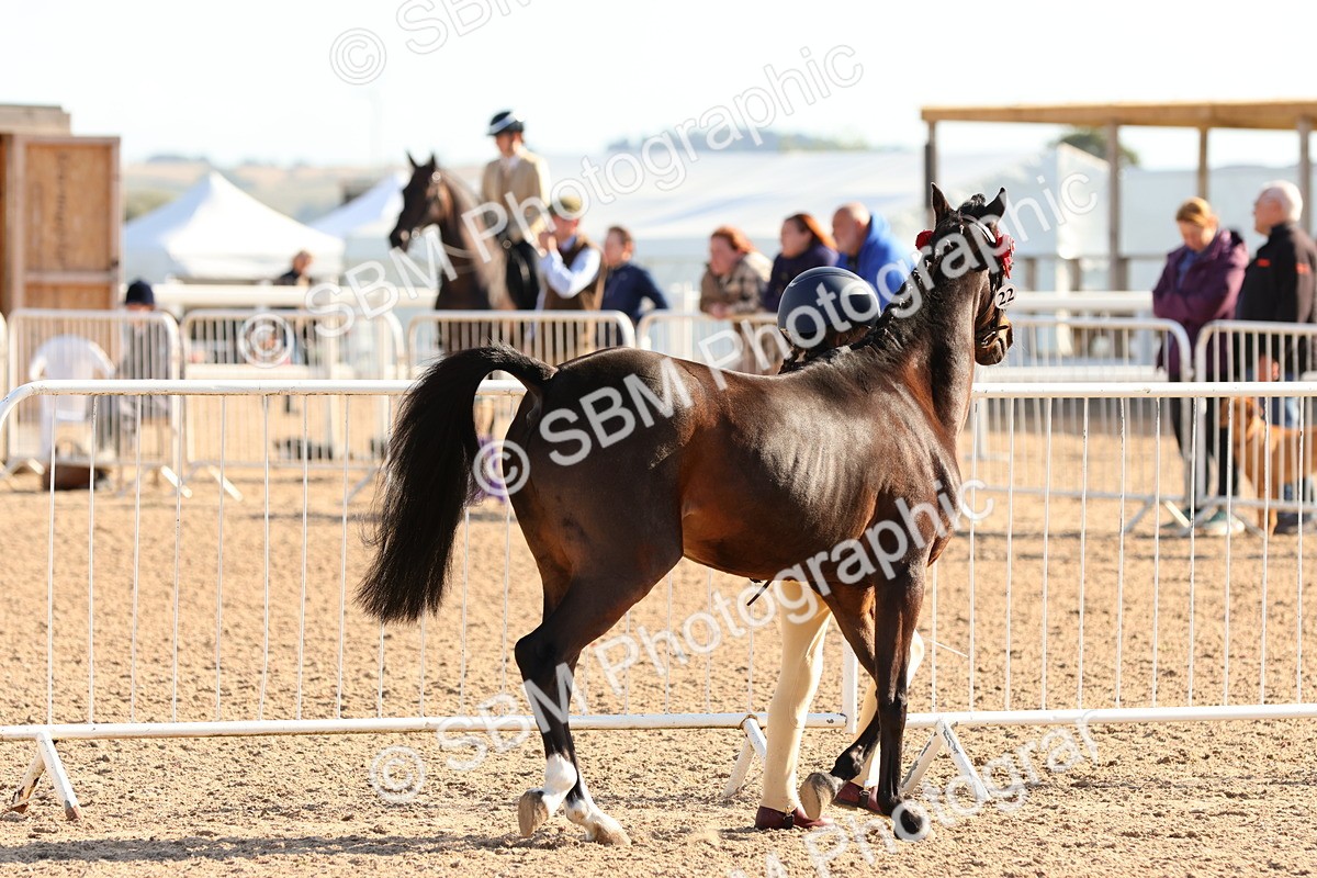 SBM_08632 - Class 203 - Young Handler 10 Years and Under