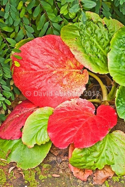 Bergenia leaves - Autumn