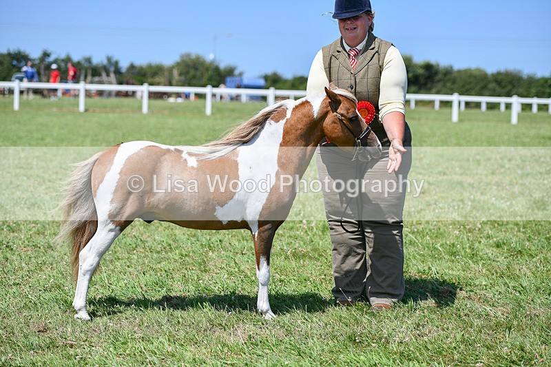 DSC_7222 - Class 61: Miniature Horse 4yrs & over