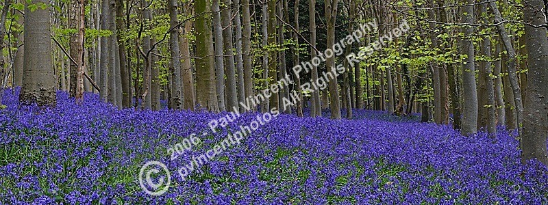 Bluebell Wood - Sussex Downs